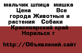 мальчик шпица (мишка) › Цена ­ 55 000 - Все города Животные и растения » Собаки   . Красноярский край,Норильск г.